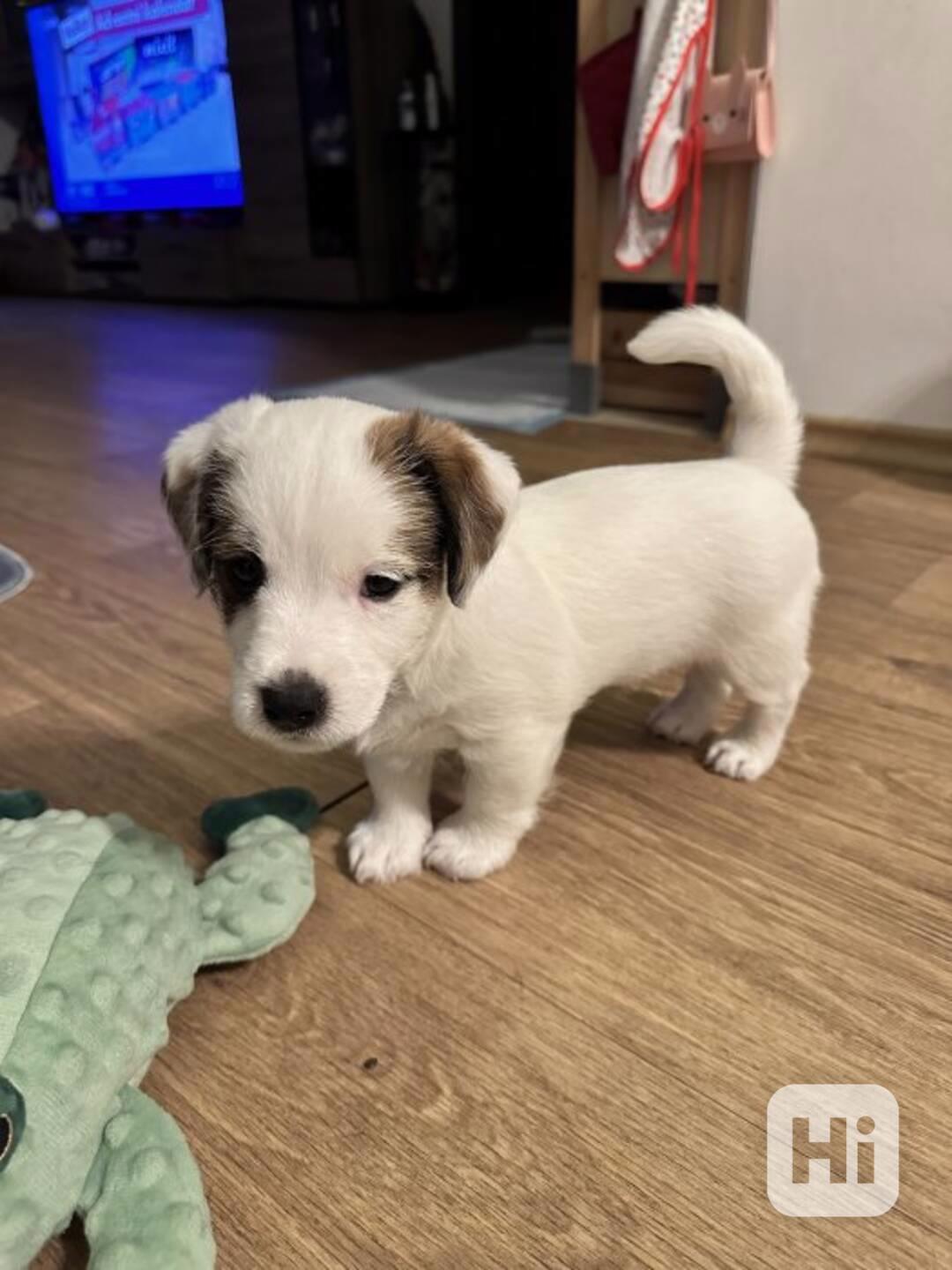 jack russell teriéra - foto 1
