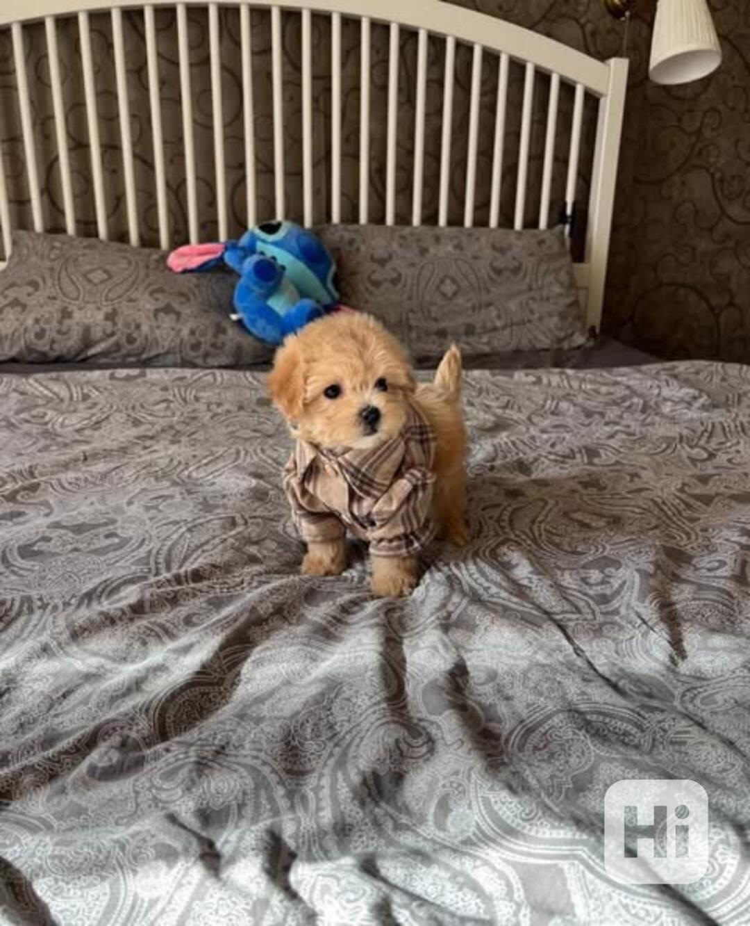 Nejroztomilejší štěňátka na prodej!!  - foto 1