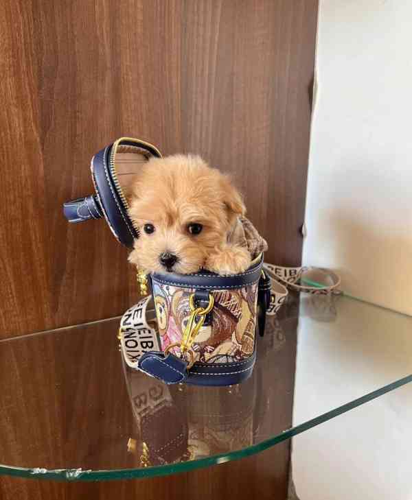 Nejroztomilejší štěňátka na prodej!!  - foto 3