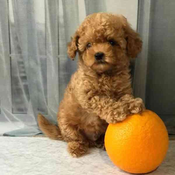 Nejroztomilejší štěňátka na prodej!!  - foto 2