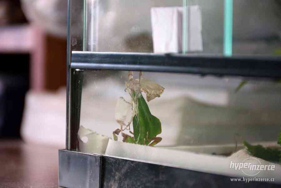 Lupenitky - Phyllium giganteum - foto 6