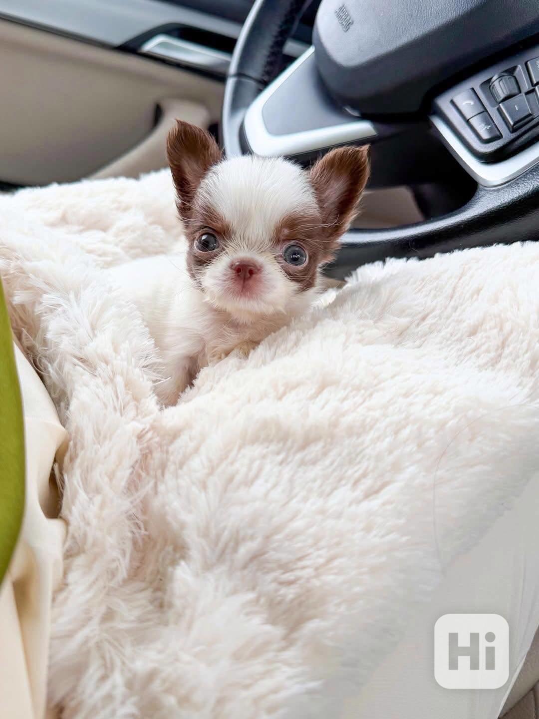 Štěňata čivavy - foto 1