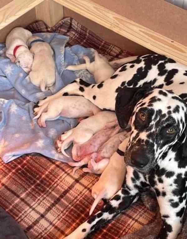4 ohromující dalmatinci na prodej všech Baer +\+ - foto 3