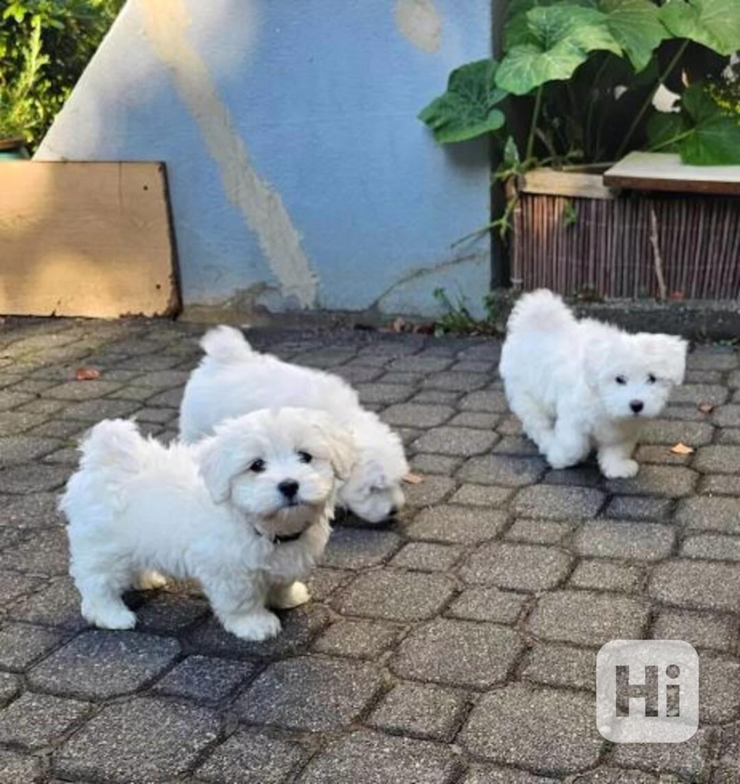 štěňata maltézského bišonka  Máme k dispozici  - foto 1