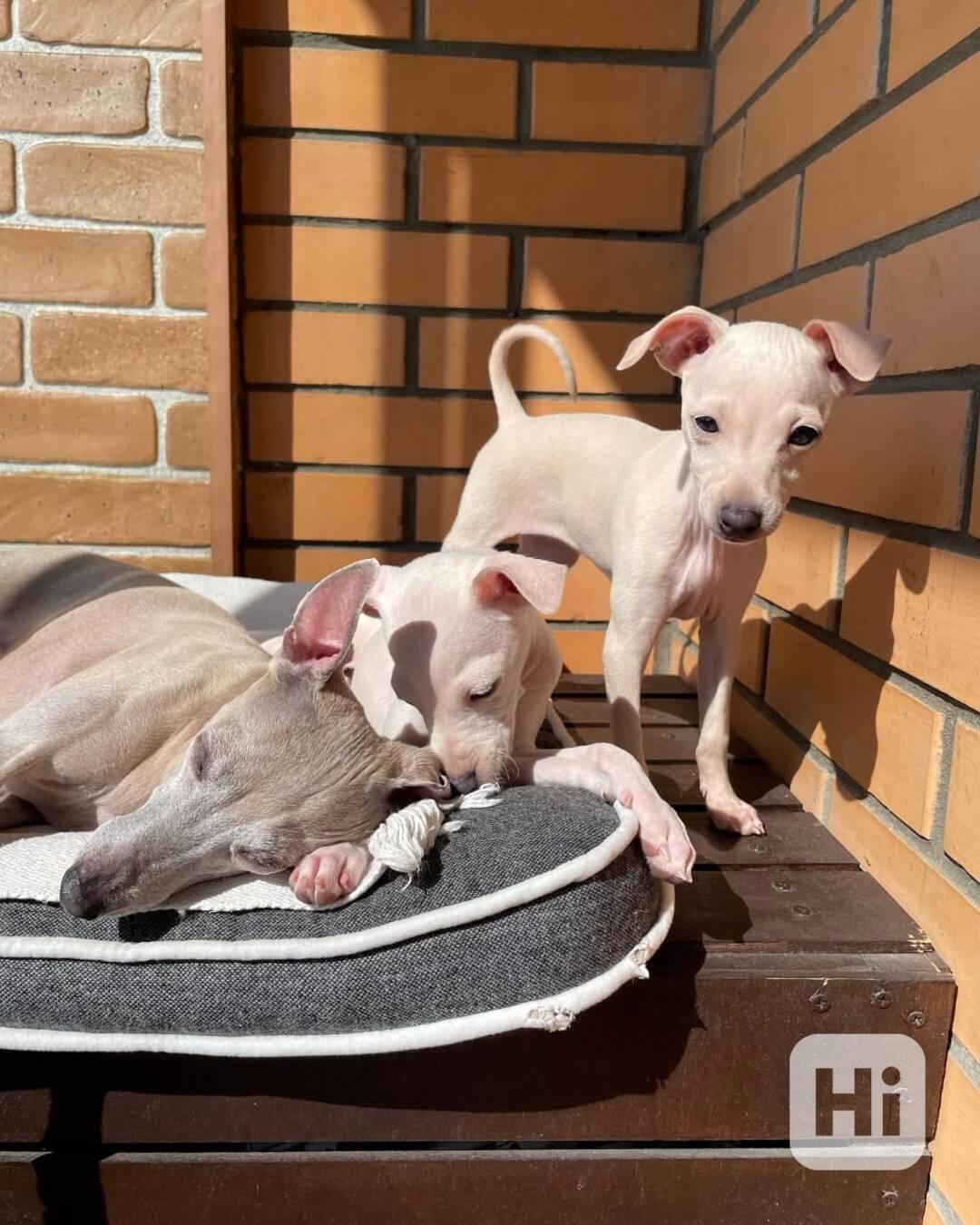 dog and puppies - foto 1