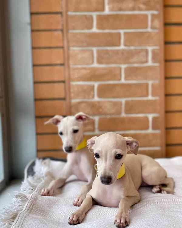 dog and puppies - foto 3