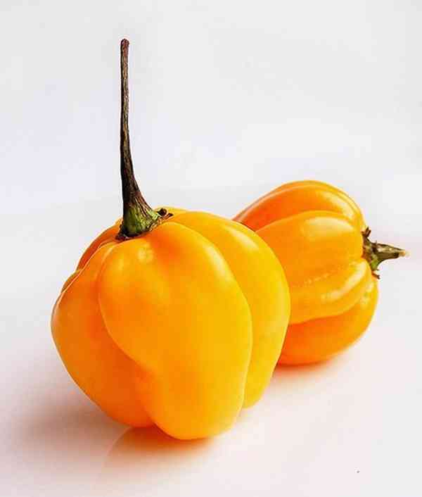 Chilli Habanero Madame Jeanette Yellow - semena