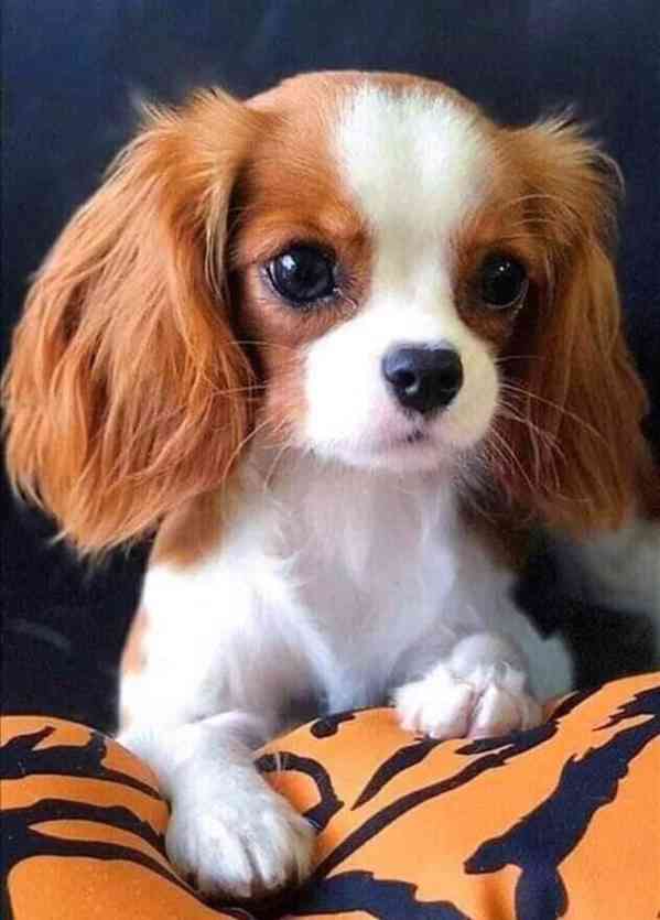 Sladký kavalír king charles španěl štěňata - foto 2