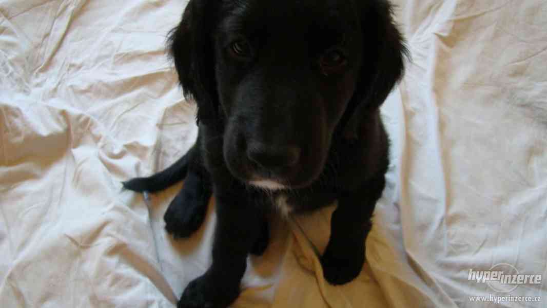 Daruji štěně - krásná fenka - foto 3