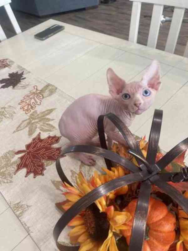 sphynx koťata s pp - foto 2