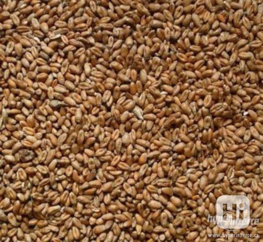Pšenice 25 kg - krmivo pro zvířata, zrno - foto 1