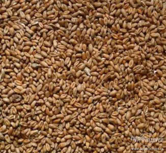 Pšenice 25 kg - krmivo pro zvířata, zrno
