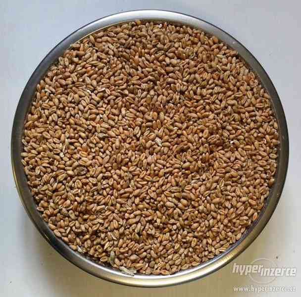 Pšenice 25 kg - krmivo pro zvířata, zrno - foto 2