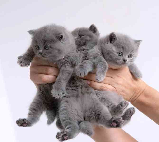 Britská krátkosrstá koťátka připravena k prodeji. Úžasná koť - foto 1
