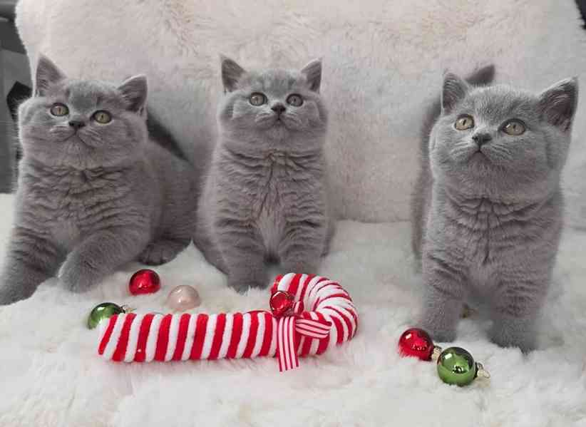 Britská krátkosrstá koťátka připravena k prodeji. Úžasná koť - foto 7