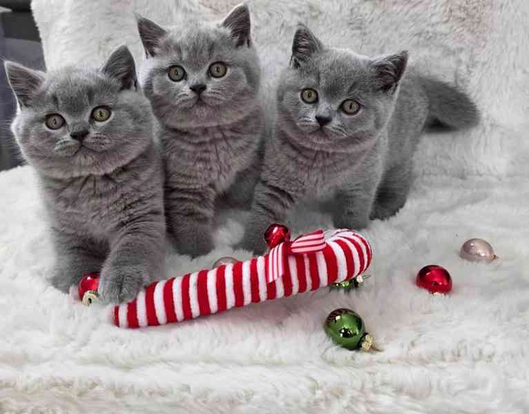 Britská krátkosrstá koťátka připravena k prodeji. Úžasná koť - foto 2