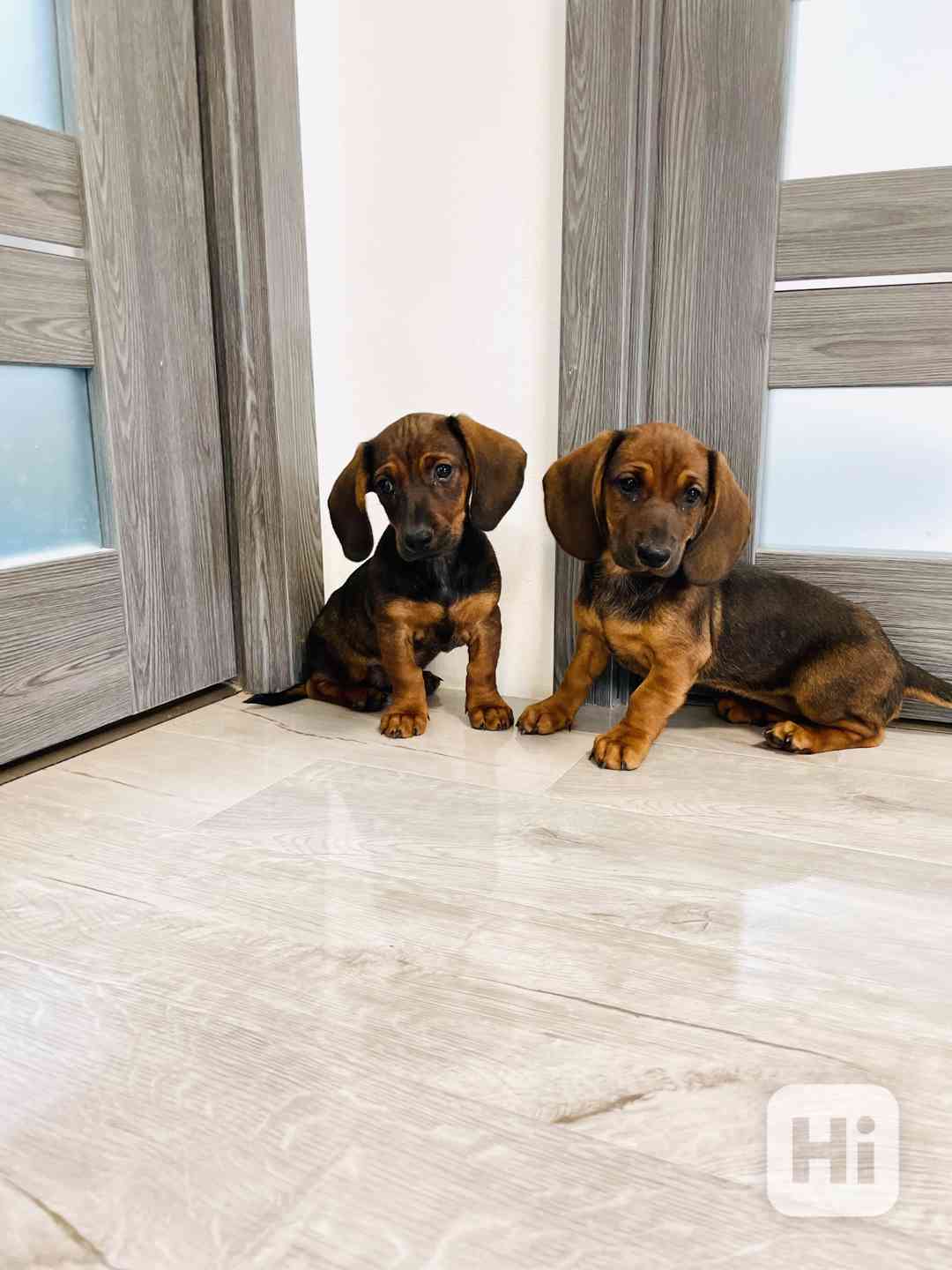 Jezevčík hladkosrstý - foto 1