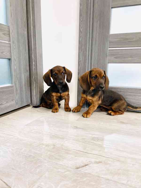 Jezevčík hladkosrstý - foto 2