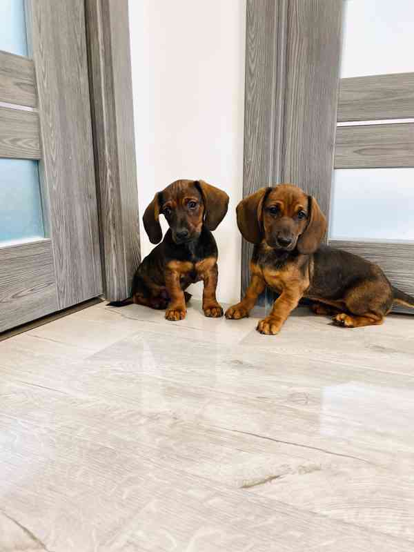 Jezevčík hladkosrstý - foto 1