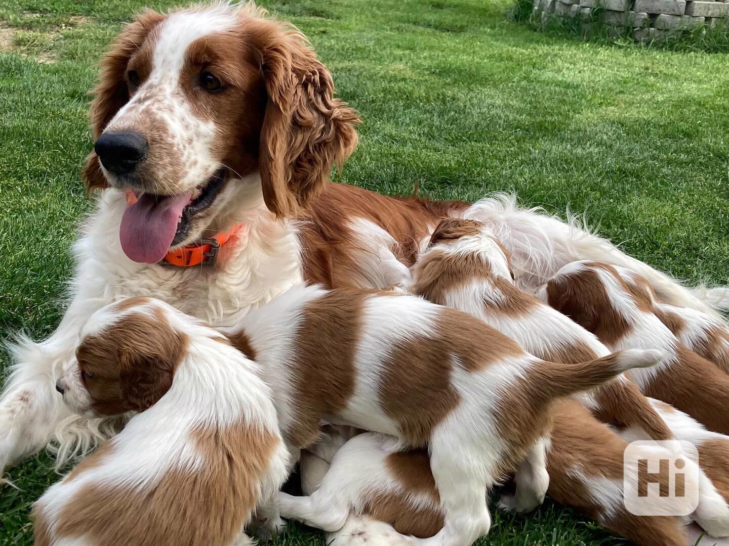 Welsh Springer Spaniel - foto 1