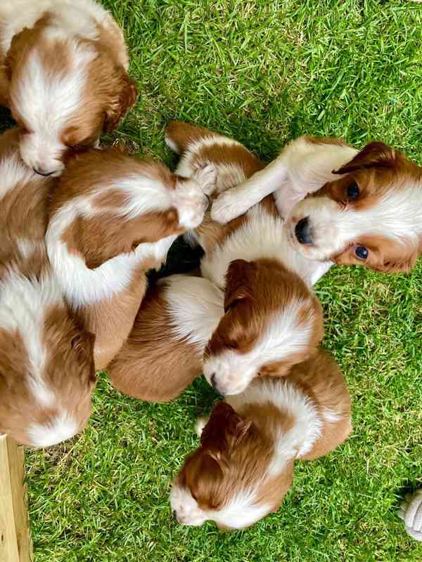 Welsh Springer Spaniel - foto 2