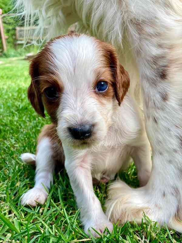 Welsh Springer Spaniel - foto 3