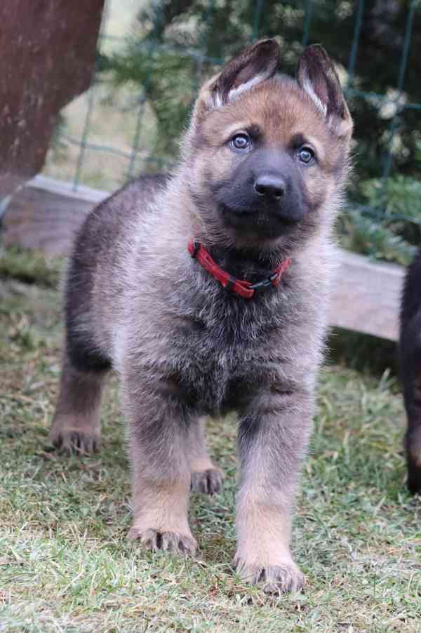 Německý ovčák s PP - foto 1