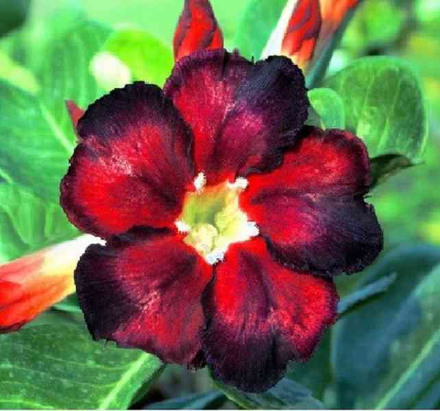 semena Adenium obesum black fire - foto 1