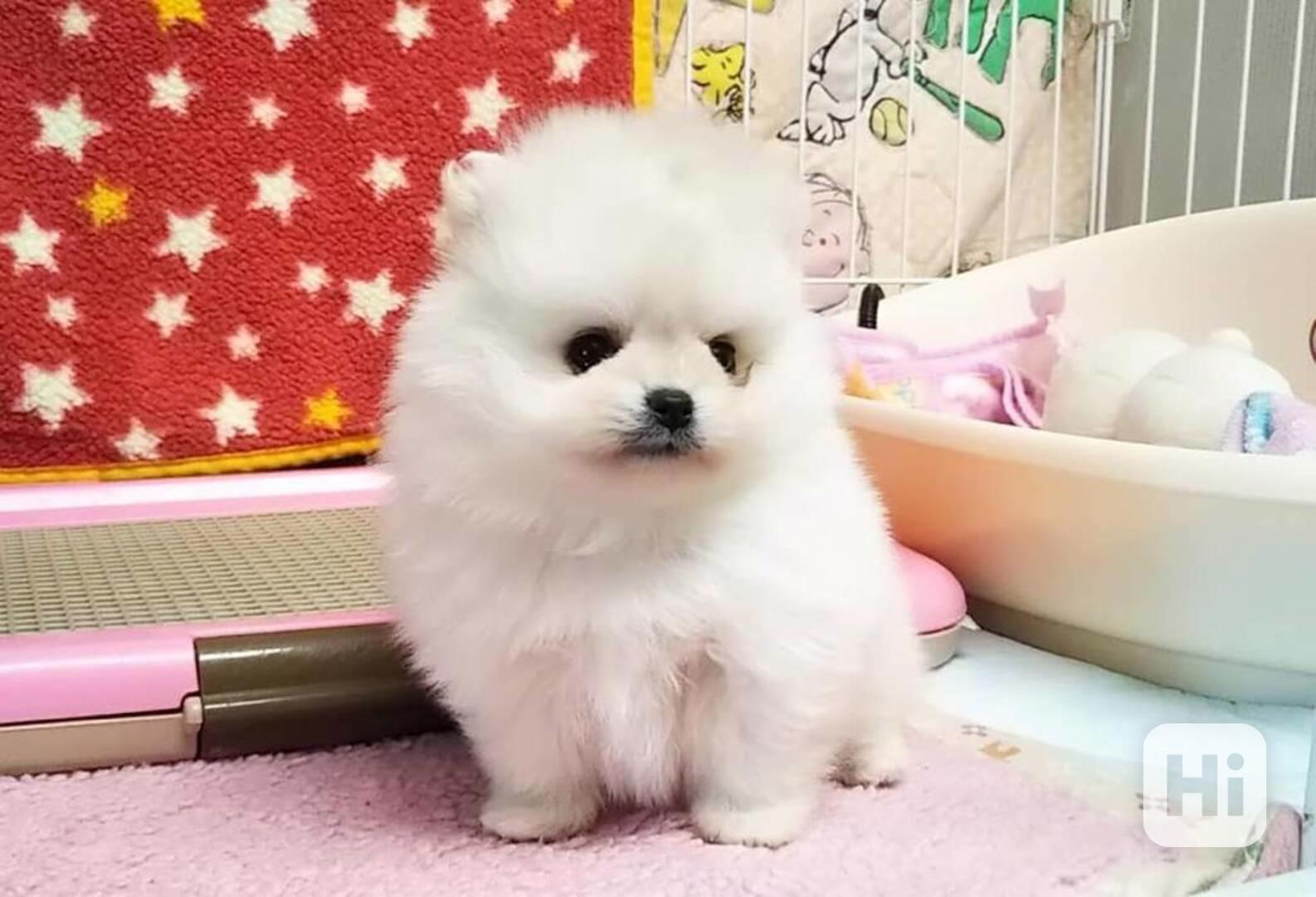 Vycvičené štěně pomeraniana - foto 1