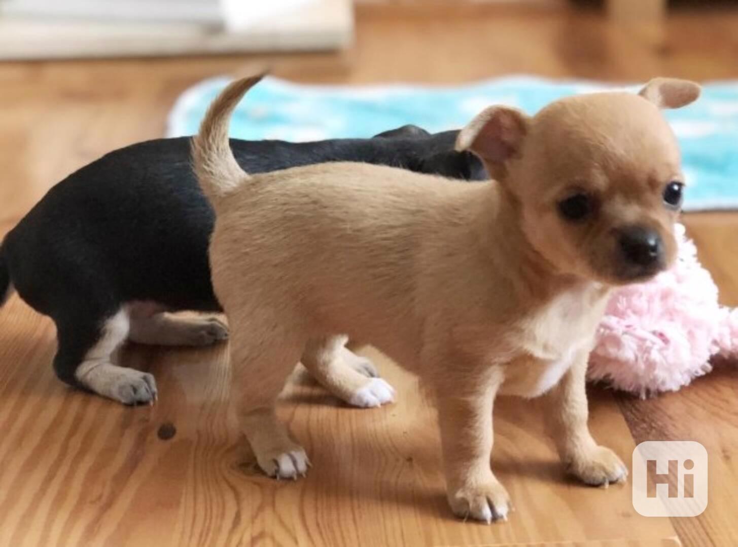 Roztomilý chihuahua pes baby apple hlavu na prodej - foto 1