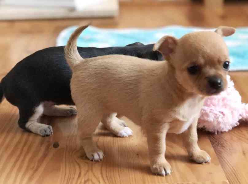 Roztomilý chihuahua pes baby apple hlavu na prodej - foto 1