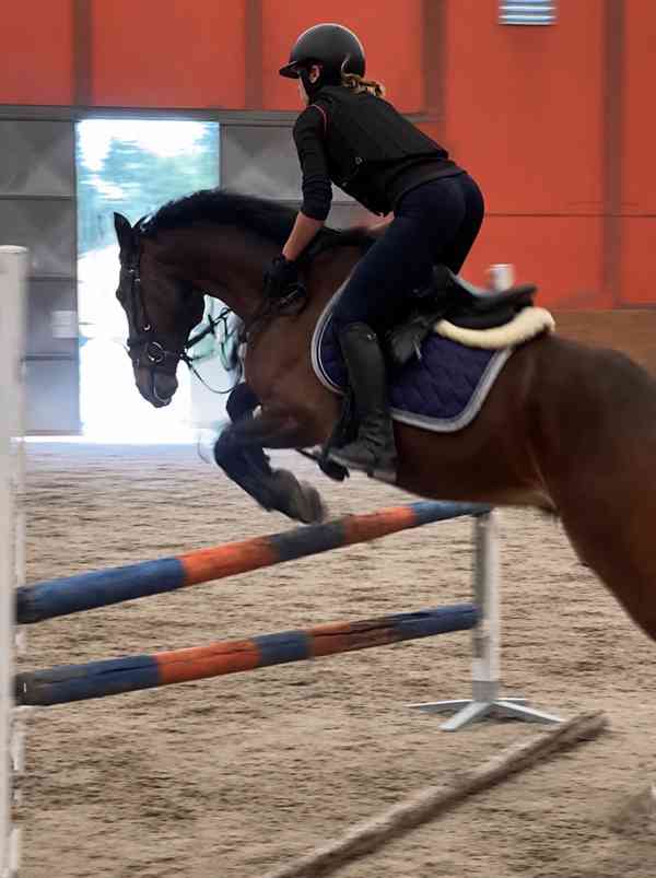 Menší kůň do sportu - foto 3