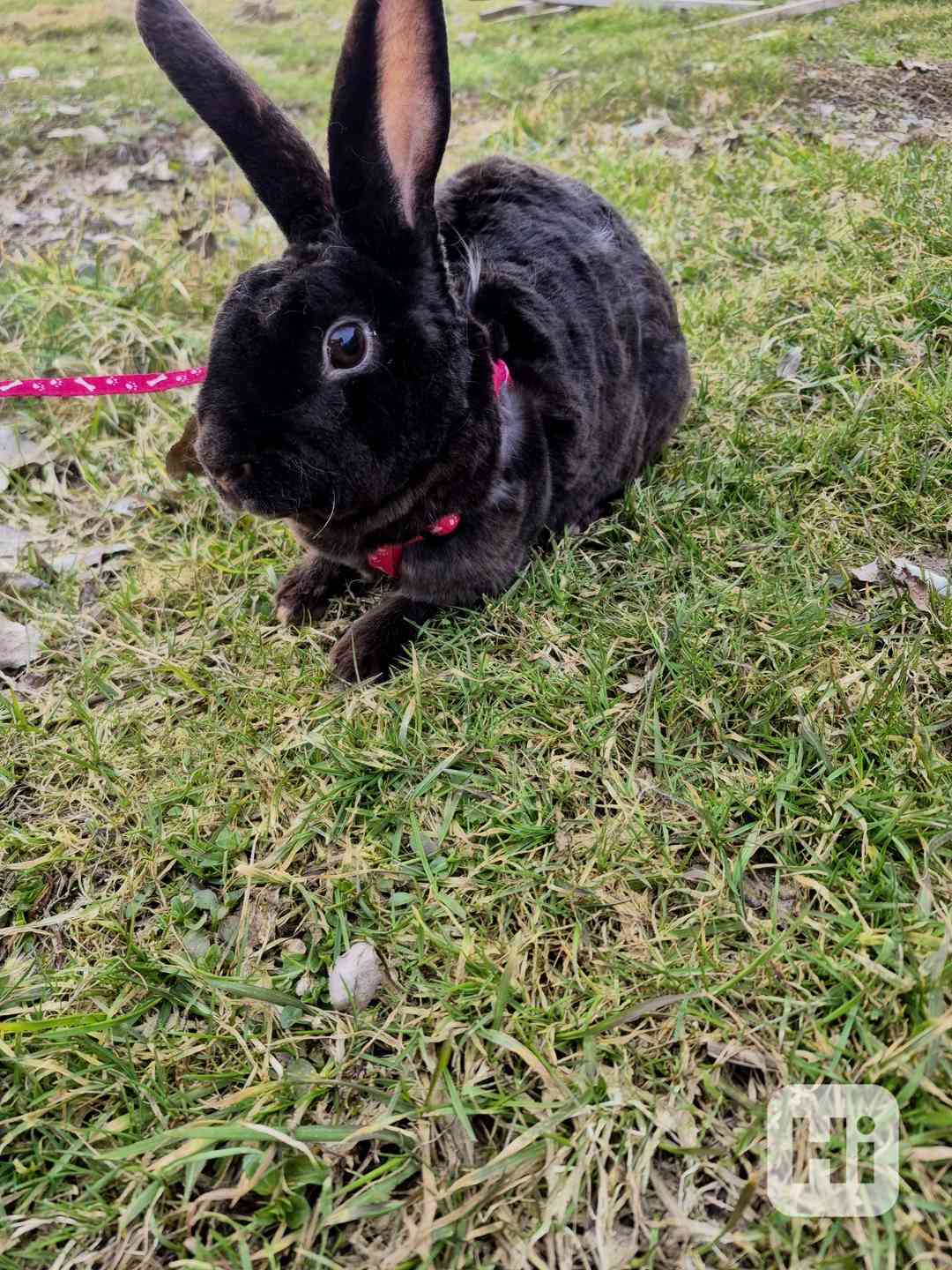 Zakrslý králik - foto 1