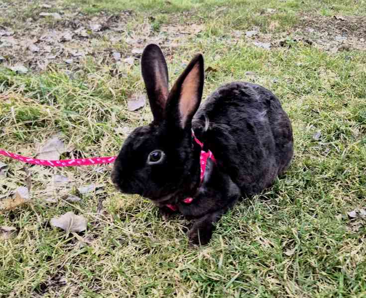 Zakrslý králik - foto 3