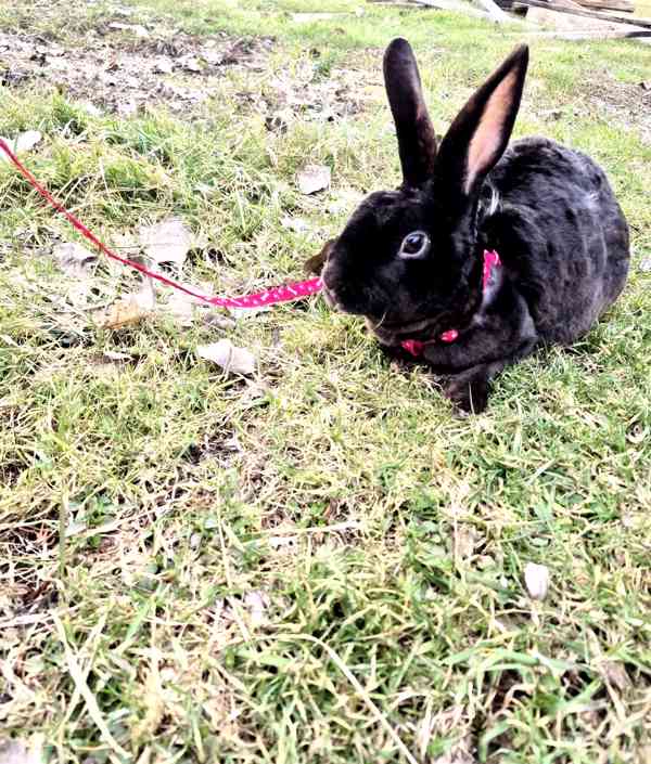 Zakrslý králik - foto 2