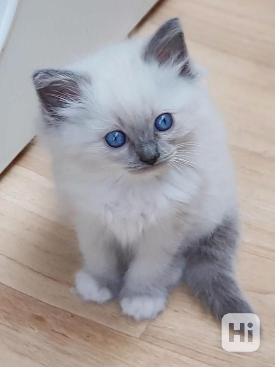 Zdarma ragdoll kotě k adopci hned teď  - foto 1