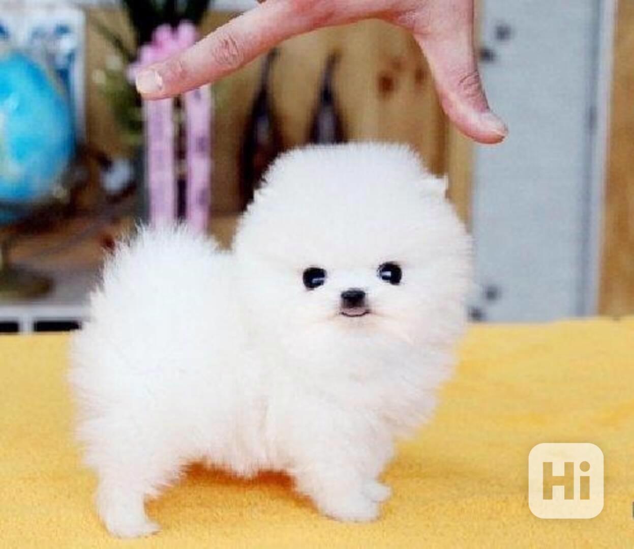 štěňata pomeranian k adopci - foto 1