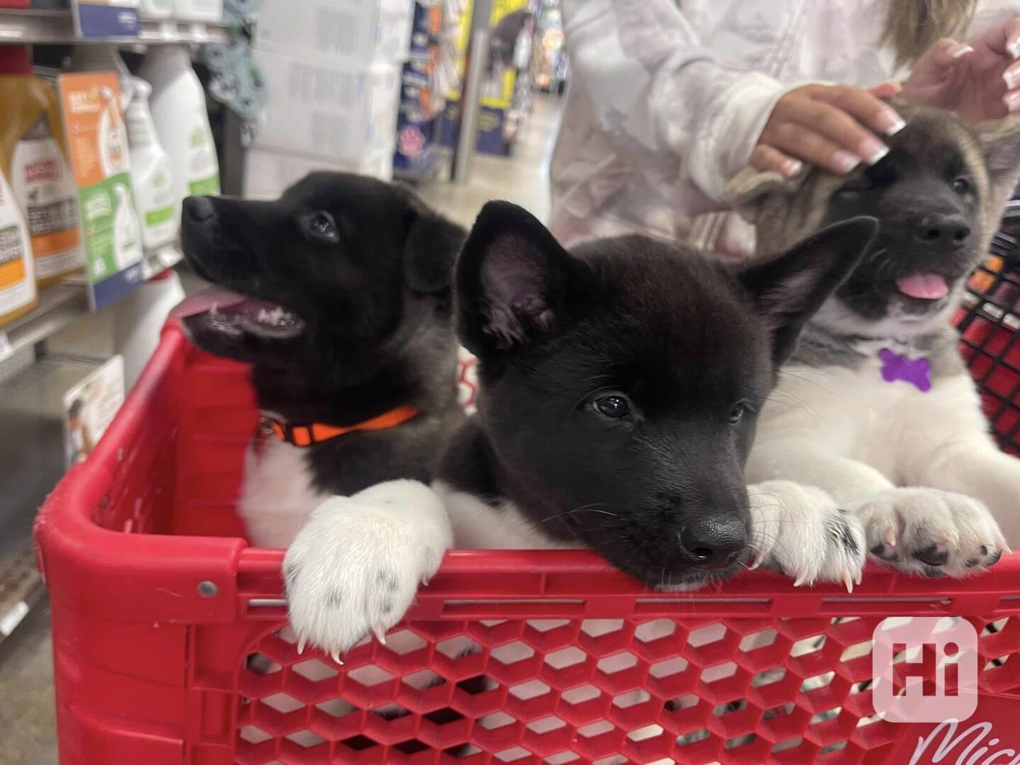 Aranyos és imádnivaló akita - foto 1