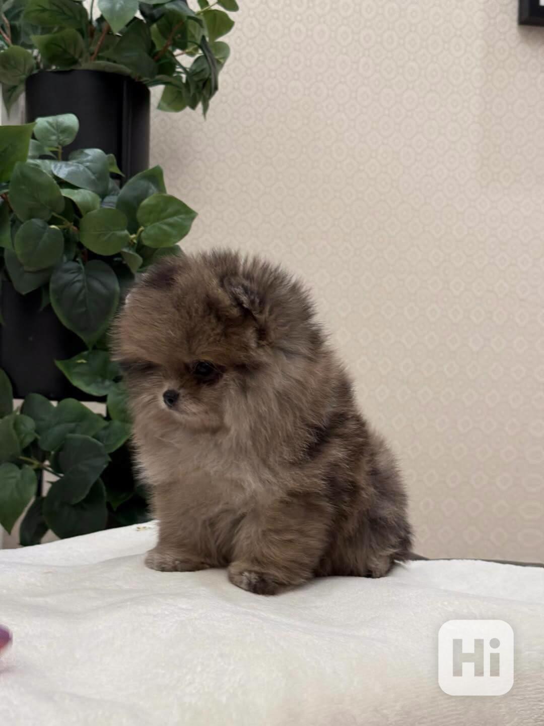 Hrouda štěstí na čtyřech nohách. Tohle malé chmýří je jako o - foto 1