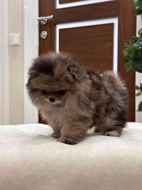 Hrouda štěstí na čtyřech nohách. Tohle malé chmýří je jako o - foto 4