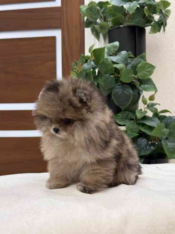 Hrouda štěstí na čtyřech nohách. Tohle malé chmýří je jako o - foto 3