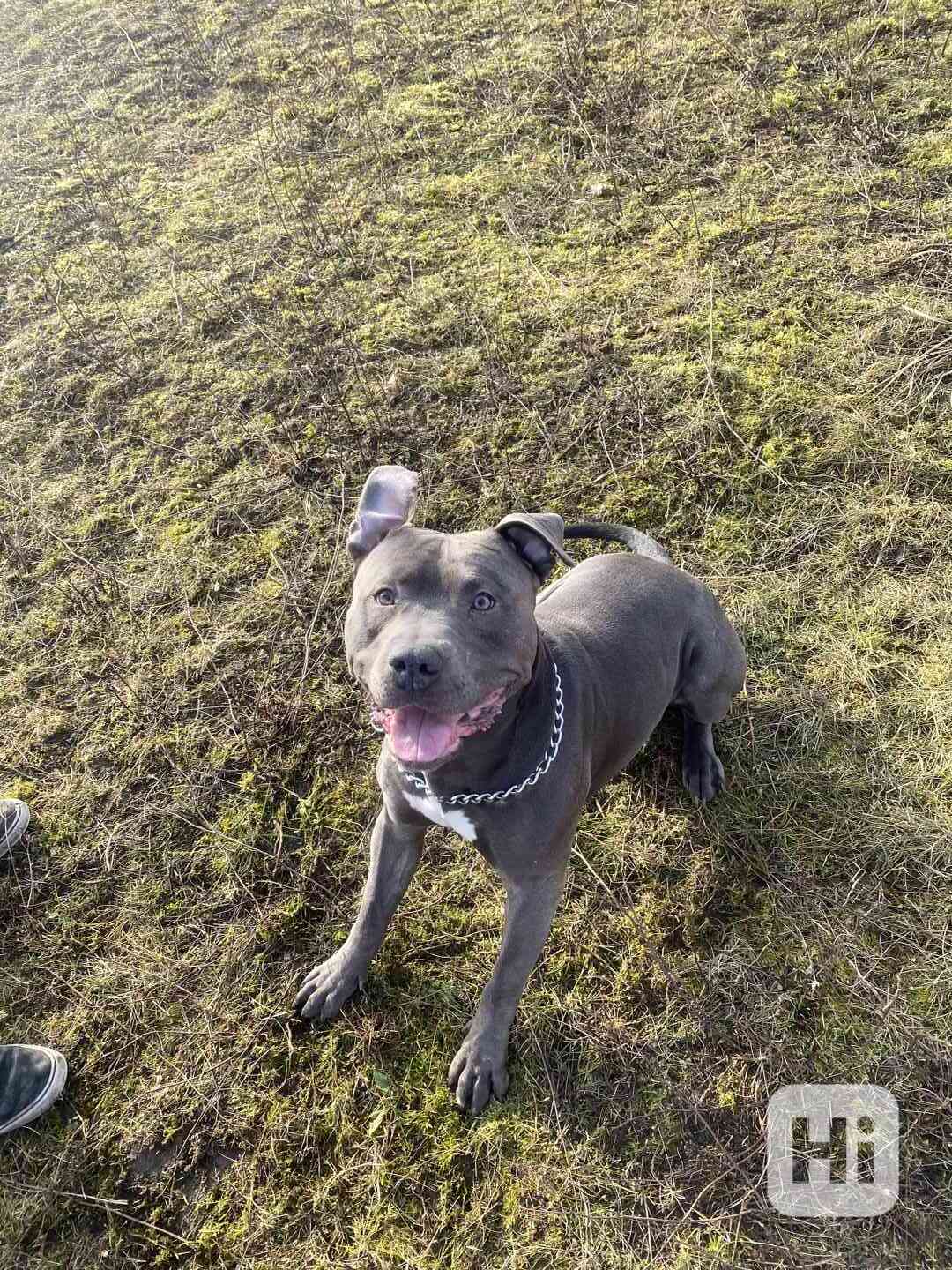 Americký stafordšírský teriér  - foto 1