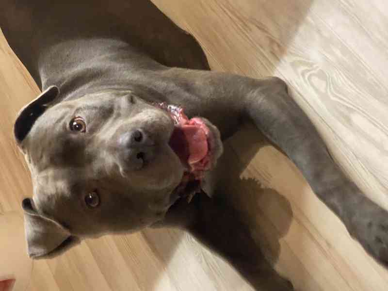 Americký stafordšírský teriér  - foto 3