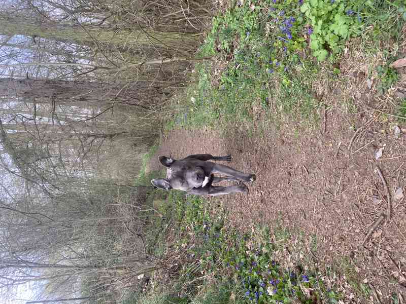 Americký stafordšírský teriér  - foto 5