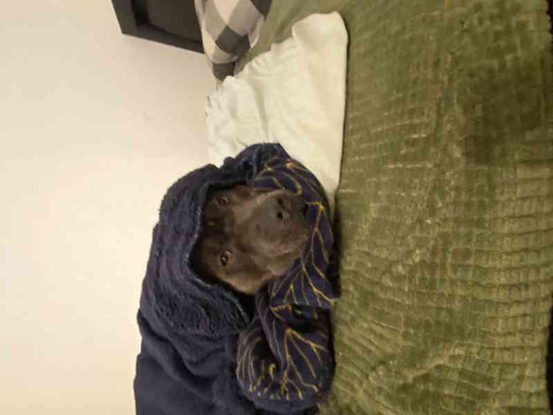 Americký stafordšírský teriér  - foto 8