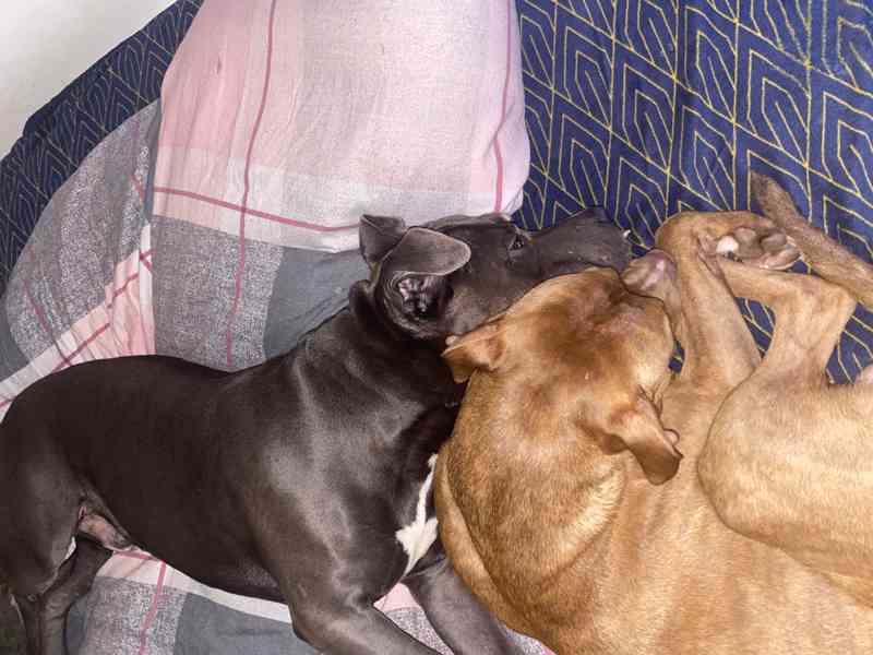 Americký stafordšírský teriér  - foto 2