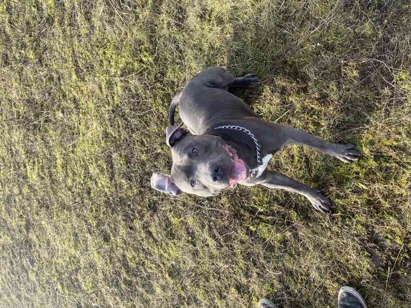 Americký stafordšírský teriér  - foto 1