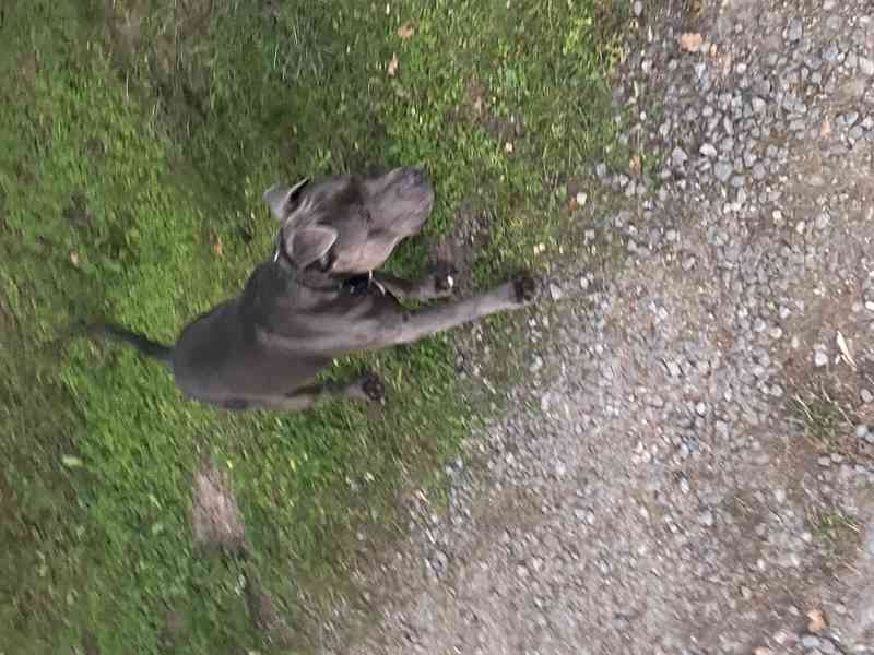 Americký stafordšírský teriér  - foto 4