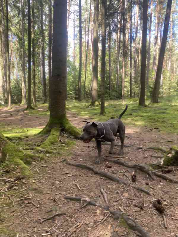 Americký stafordšírský teriér  - foto 7