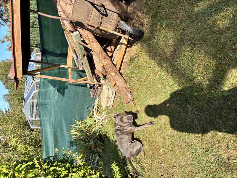 Americký stafordšírský teriér  - foto 6